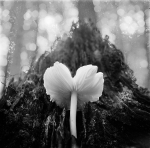Vintage-Photos-l