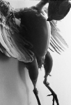 Vintage-Photos-o